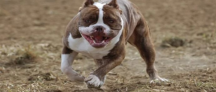 Σοκαριστικό: Γύρισε σπίτι της και είδε πίτμπουλ να τρώει τη γάτα της  –  (Σκληρές εικόνες)